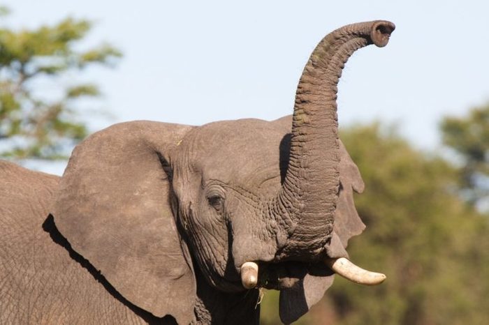 An African elephant raising its trunk to smell