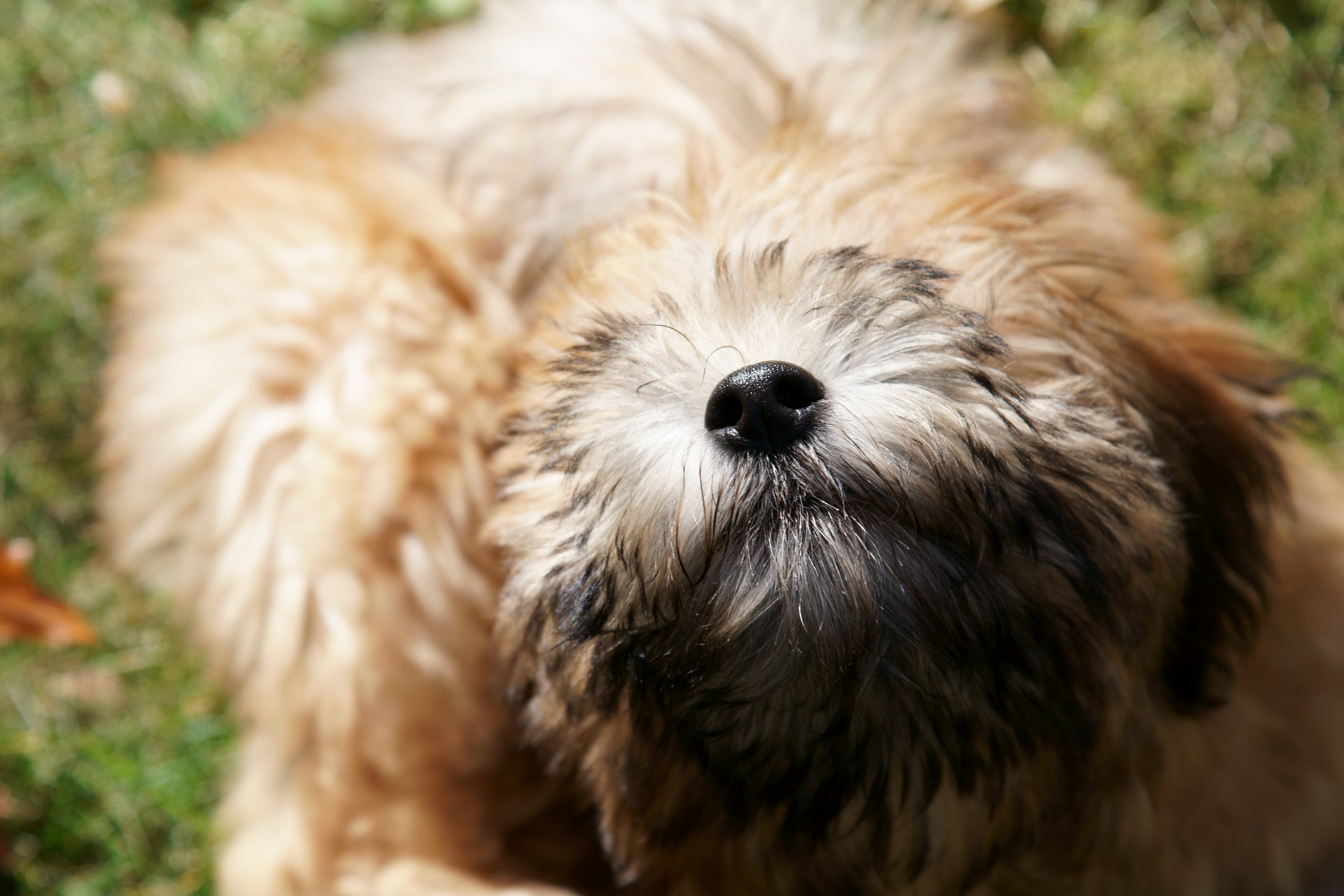 A pure bred Wheaten Terrier puppy dog in a playful mood.