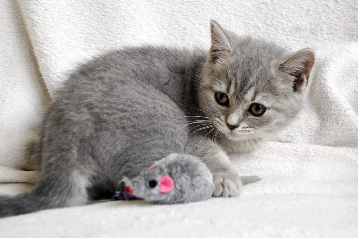 British Blue Silver Kitten. Little Cat Playing with Mouse Toy