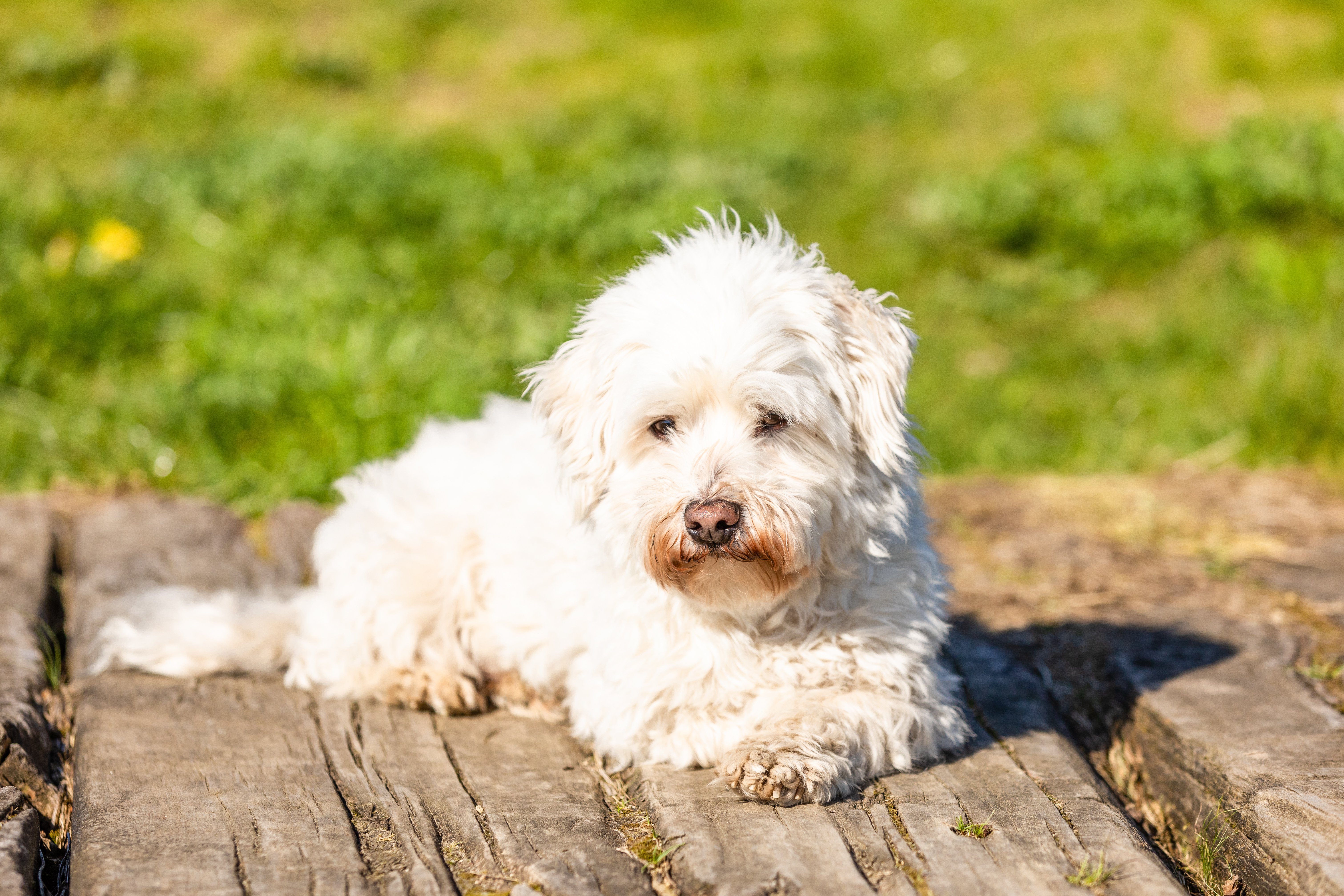 Coton de Tulear dog lying outdoors in the sun