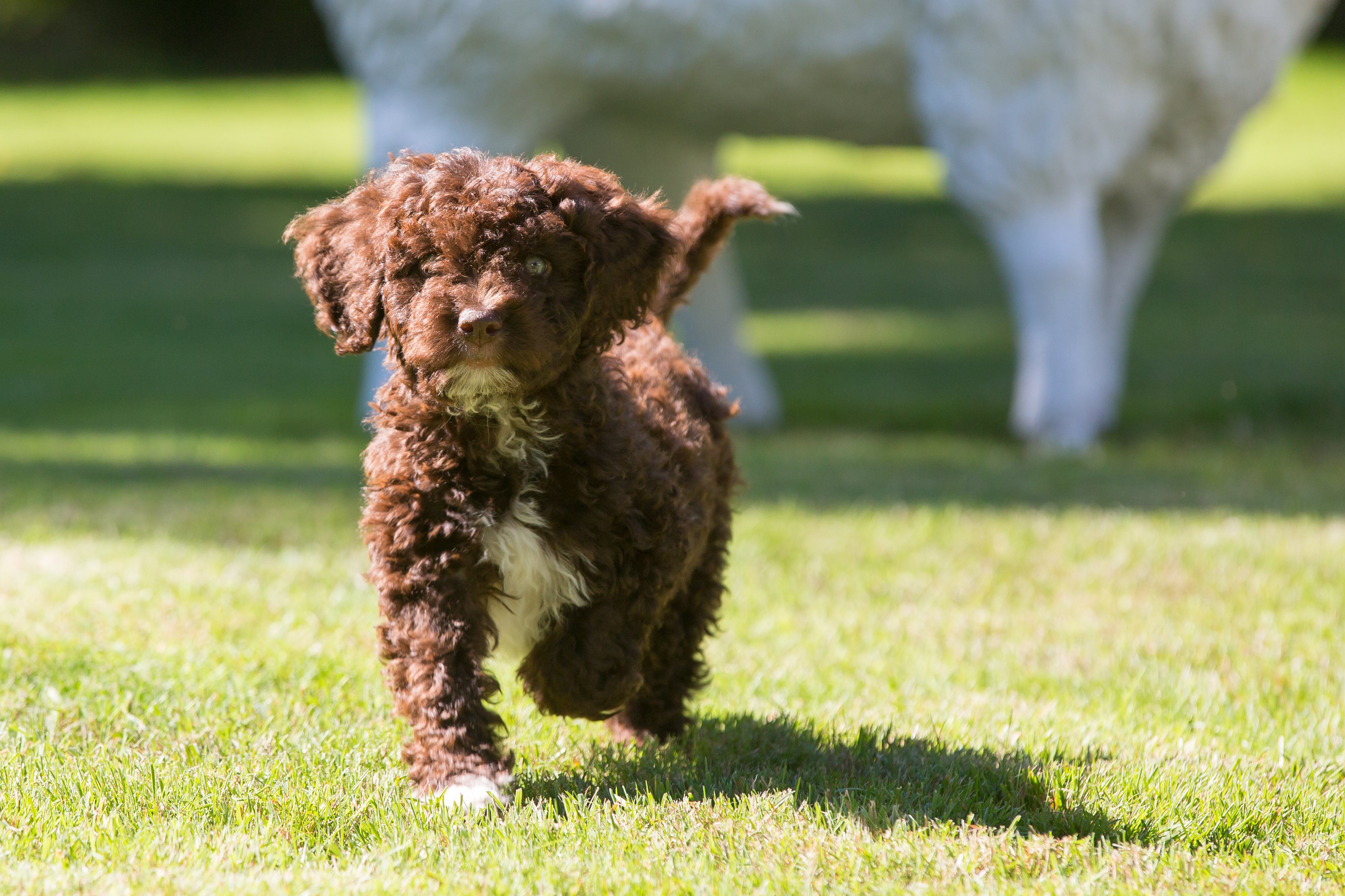 Cute spanish water dog puppy walking on green grass towards the camera in a garden