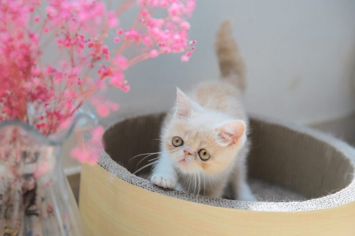 Cute Exotic kitten cat