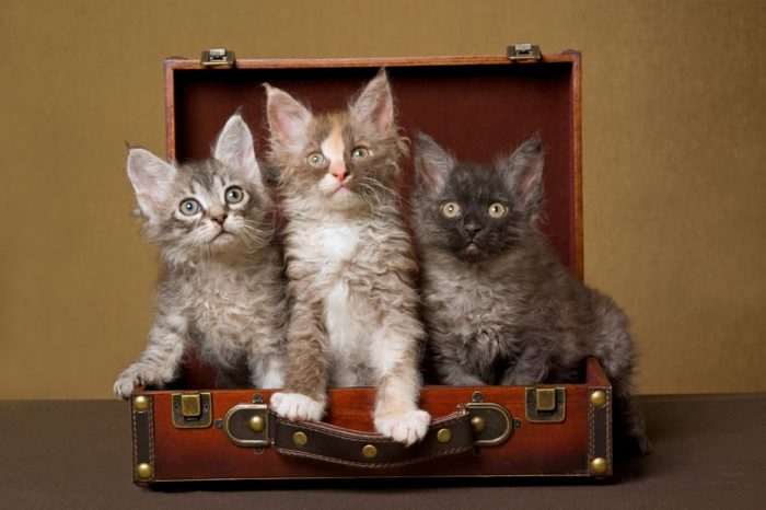 3 LaPerm kittens sitting inside brown suitcase