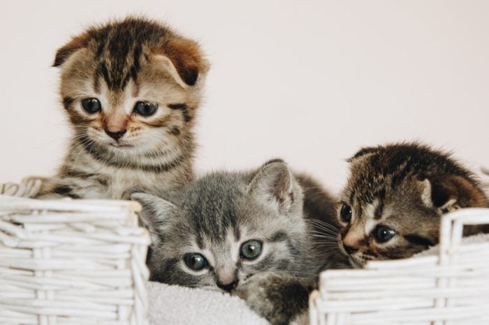 Three Scottish Fold marble color kittens in a white wicker basket. raised their heads up. kittens with blue galazami. Place for text - medicine concept, pets, vaccinations and allergies, animal protec