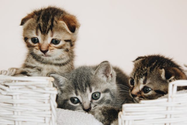 Three Scottish Fold marble color kittens in a white wicker basket. raised their heads up. kittens with blue galazami. Place for text - medicine concept, pets, vaccinations and allergies, animal protec