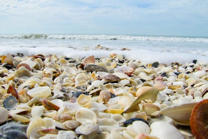 Seashells On Beach