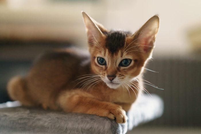 abyssinian kitten wild color indoor portrait, shallow focus grainy photo