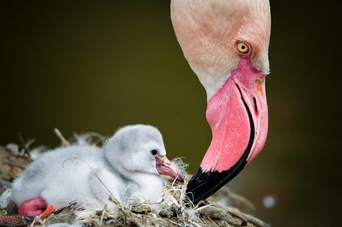 Flamingos (Phoenicopteridae) newborn baby with his mother.