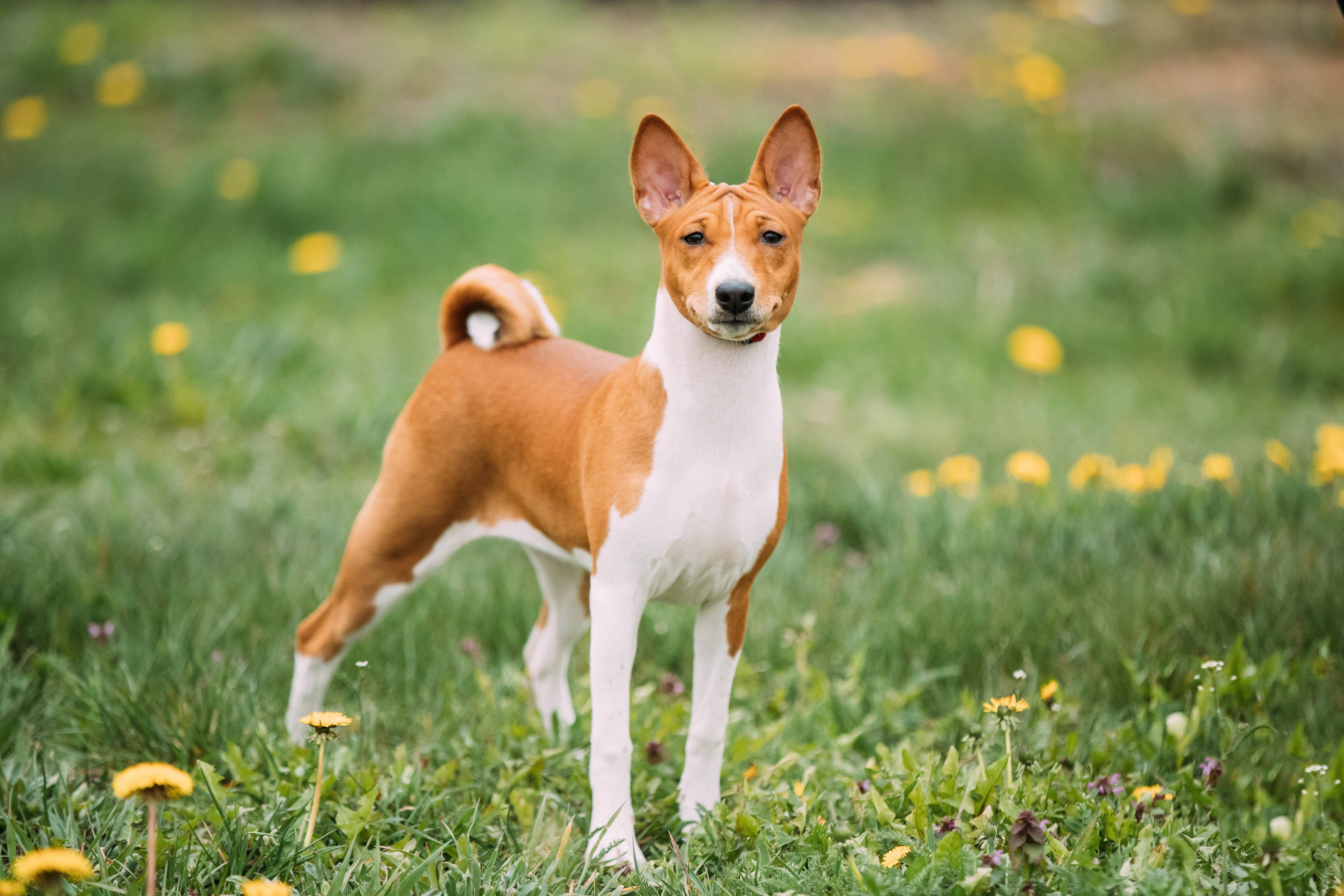 Basenji Kongo Terrier Dog. The Basenji Is A Breed Of Hunting Dog. It Was Bred From Stock That Originated In Central Africa.