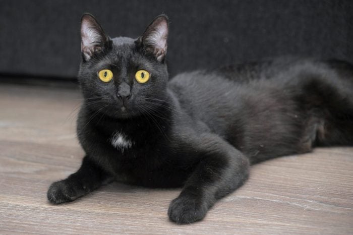 cute black bombay cat with bright yellow eyes