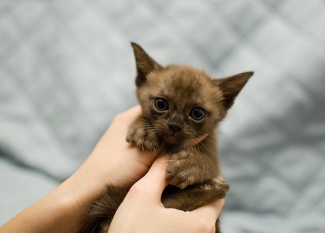Little cute kitten