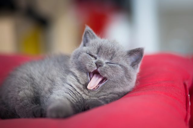 Little cute kitty yawing