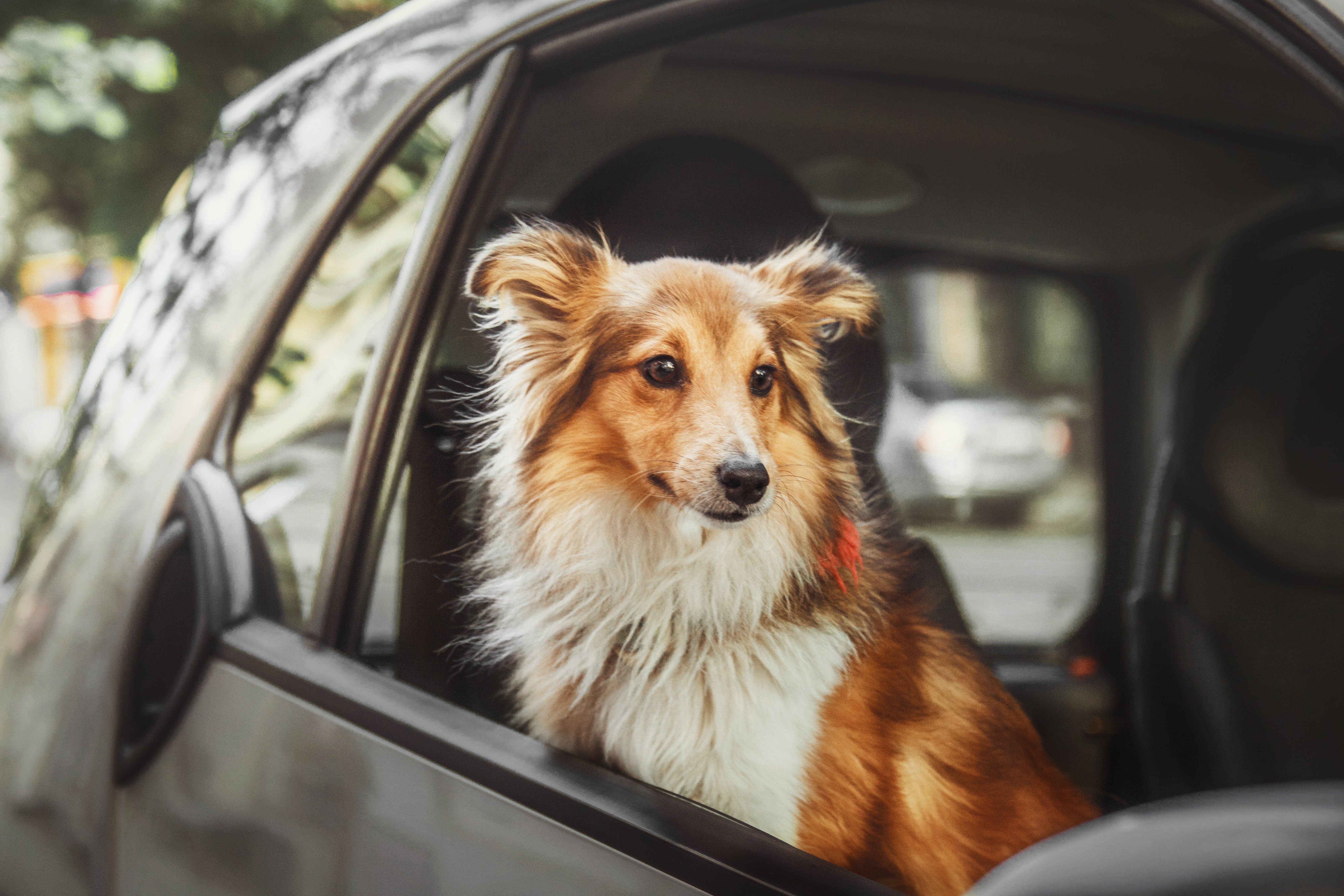 Two dogs at the car. German shephered dog and Shetland Sheepdog inside the car