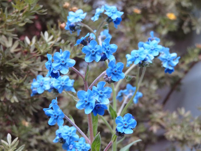 Blue forget-me-nots flowers