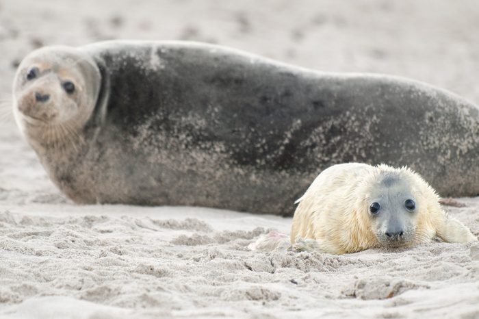  Grey Seal (Halichoerus grypus) on the Beach