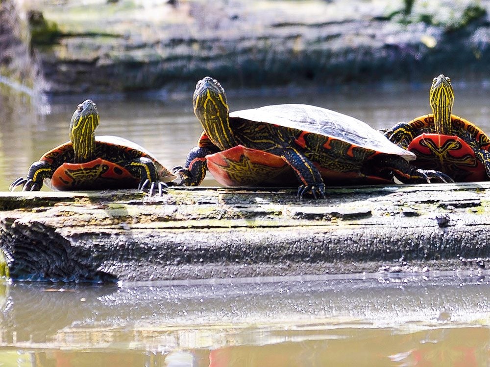 Brightly coloured western painted turtles basking in the sun