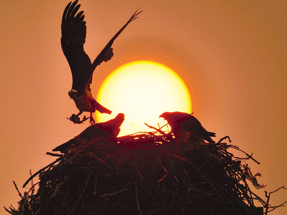 An osprey brings fish back to its nest during a “wildfire” sunset