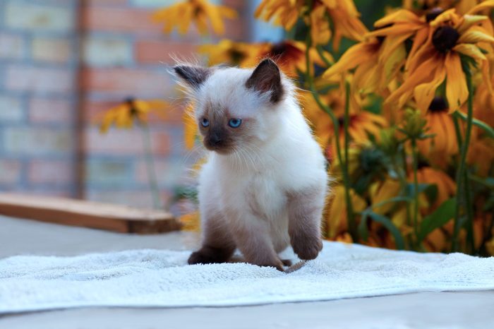 balinese kitten sitting on a table in a garden brick wall and yellow flowers on a background