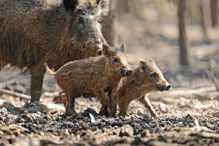 wild boar babies