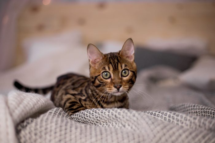Kittens of Bengal breed at home