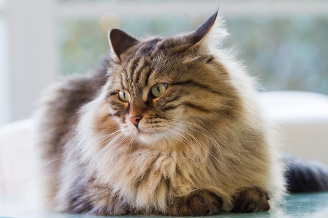 Gorgeous fur cat of siberian breed in a garden,long haired hypoallergenic pet
