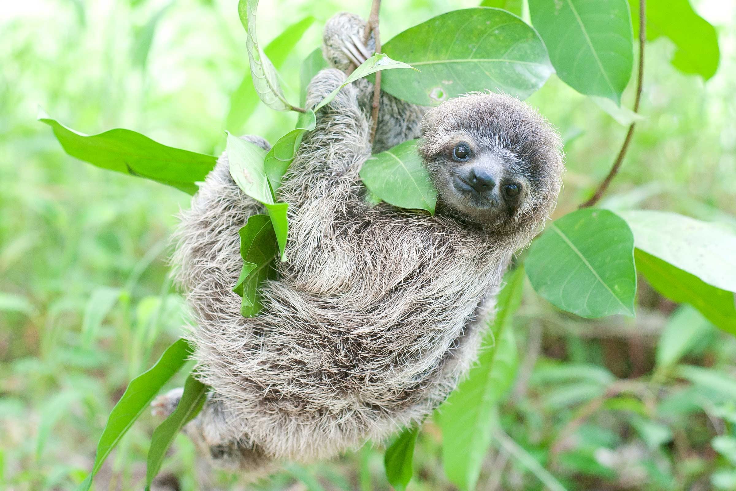 12 Adorable Sloth Pictures You Need In Your Life Readers Digest