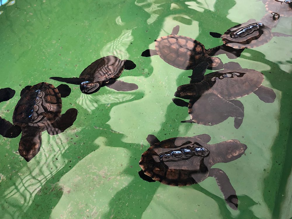 St. Vincent and the Grenadines - Old Hegg Turtle Sanctuary