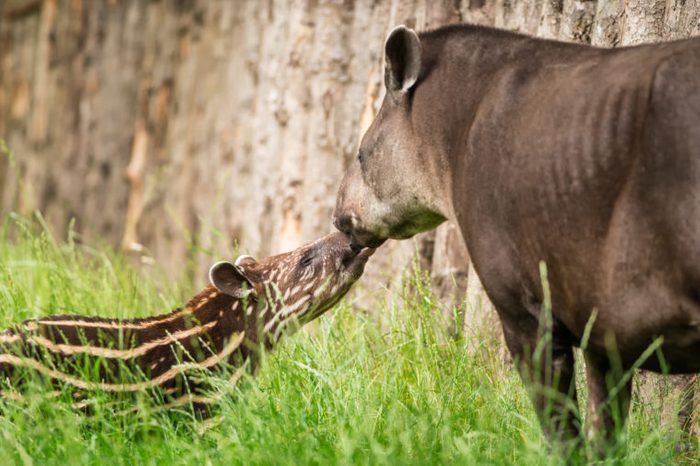 Baby of the endangered South American tapir (Tapirus terrestris), also called Brazilian tapir or lowland tapir with its mother