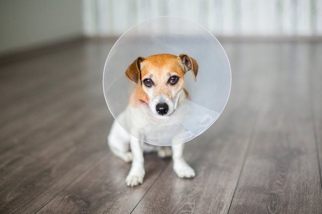 Small dog Jack Russell terrier sitting with vet Elizabethan collar on the gray floor