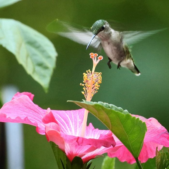 hummingbird flowers - Hibiscus