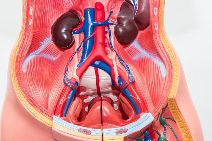 Close-up of Internal organs dummy on white background. Human anatomy model. Abdominal cavity.