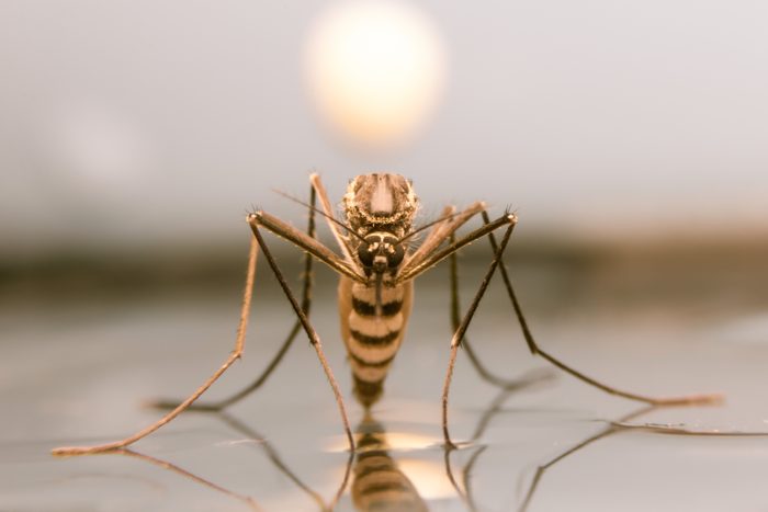 Macro mosquito on water in sunset background