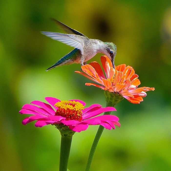 hummingbird flowers - Zinnia flower