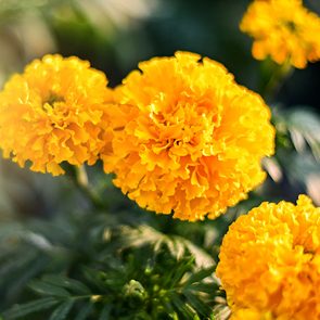 Best mosquito repellent plants - marigolds