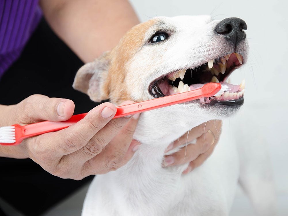 Boost your pet's life span - Brush dog teeth