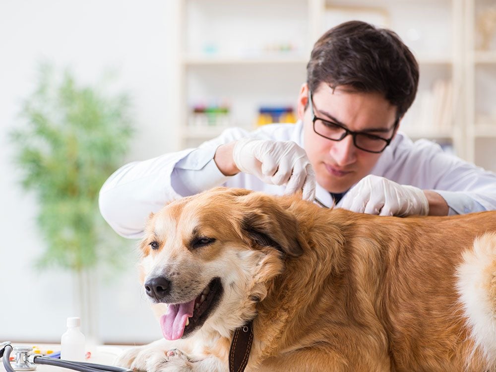 Boost your pet's life span - check dog for ticks