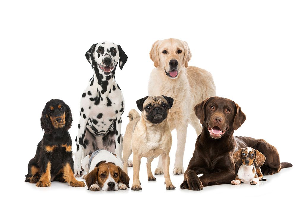 Boost your pet's life span - dog DNA testing