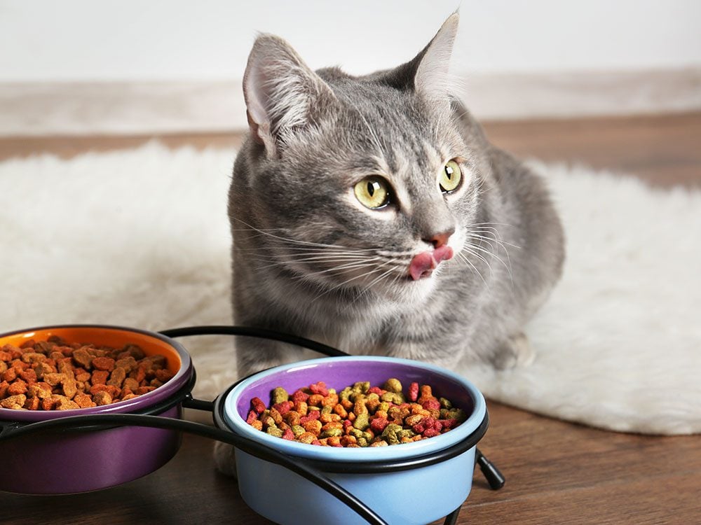 Boost your pet's life span by providing a healthy diet