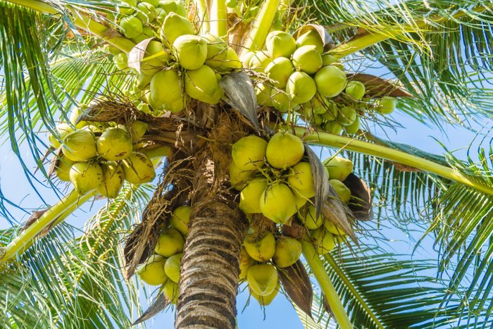 Coconut palm tree on sky background