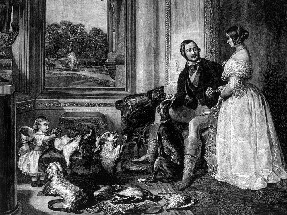 Does my dog love me - Queen Victoria and her dogs