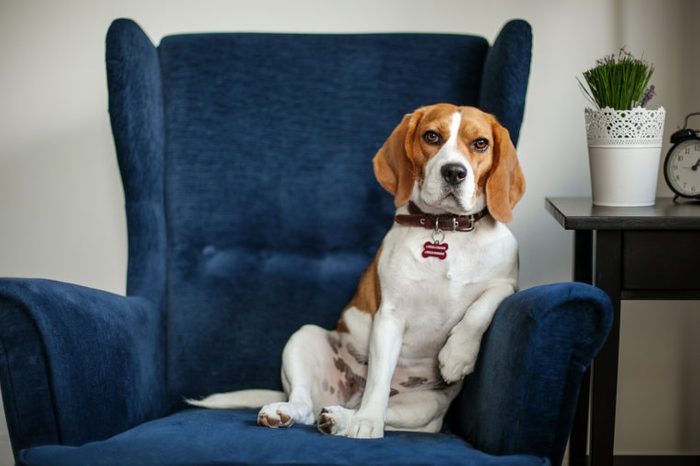 Funny beagle dog sitting in the chair like a boss