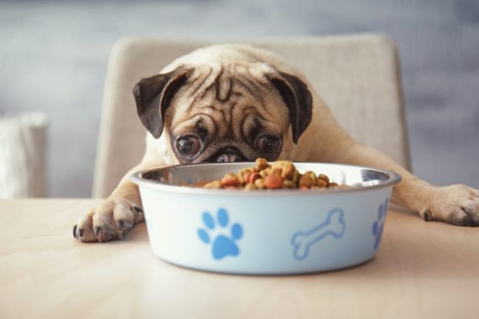 Hungry pug dog with food bowl ready to eat, sitting at dining table in kitchen
