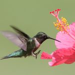8 Flowers That Attract Hummingbirds