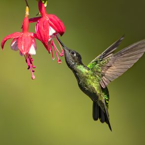 Hummingbird with bright flower