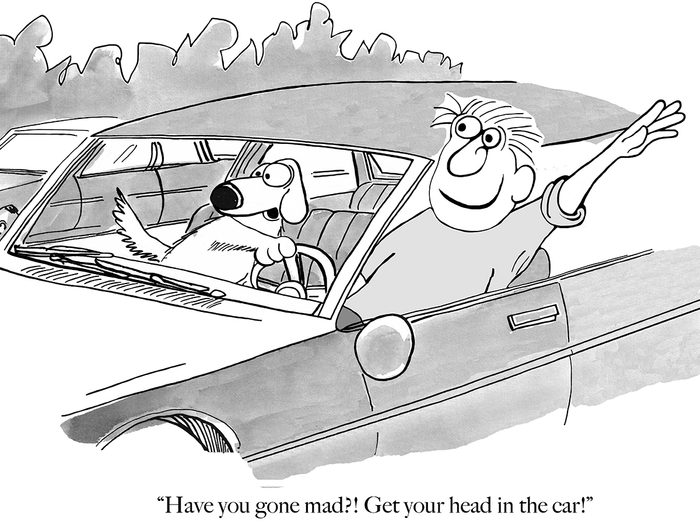 Funny dog cartoons - car