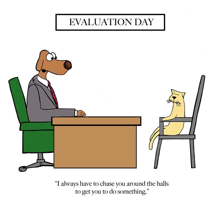 Funny dog cartoons - evaluation day