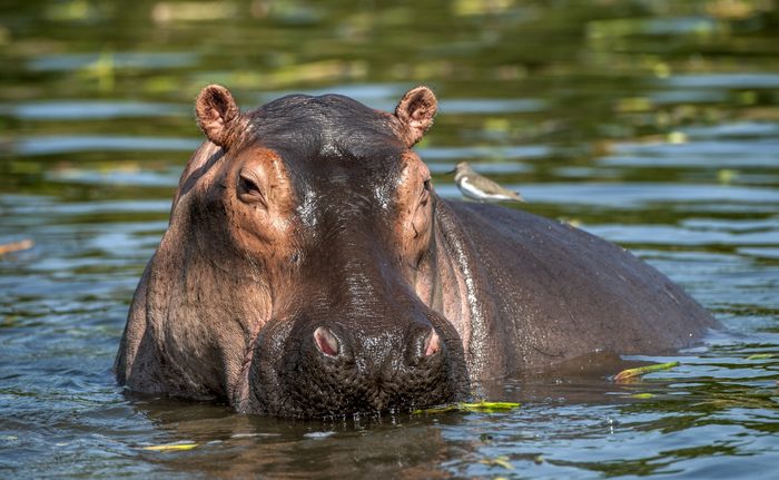 The common hippopotamus in the water. Africa