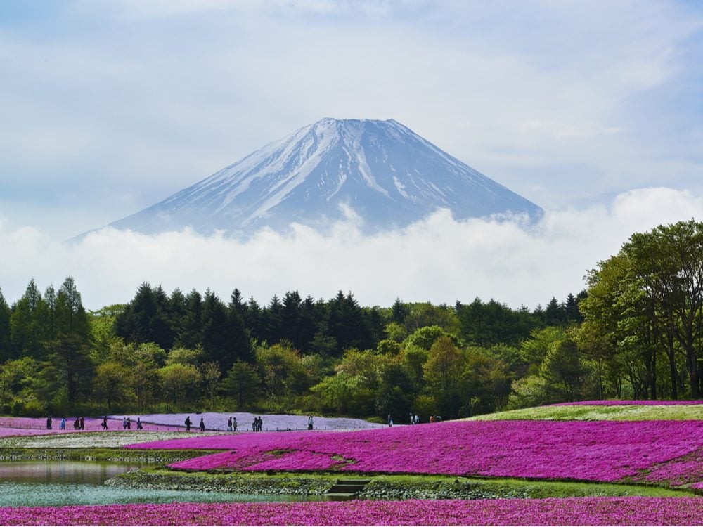 Pink moss flowers and Mount Fuji in Japan