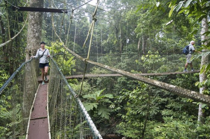 MODEL RELEASED: A tourist shuffles along one of the world's longest canopy walks in the rainforest at Gunung Mulu National Park in Sarawak, Malaysia.