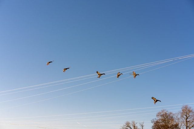 Flying ducks in the lakeside